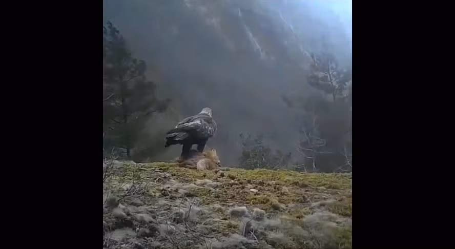 Video: Dai bang dung mong vuot quap cao bay len khong trung