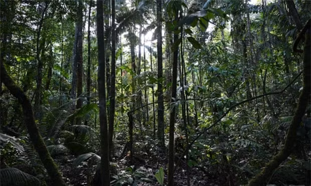 Lac trong rung Amazon 1 thang, song sot nho an giun, uong nuoc tieu