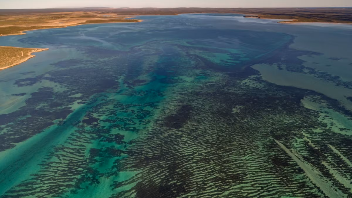 Cánh đồng cỏ ở Vịnh Cá Mập trải rộng trên 4.000 km2 ngoài khơi bờ biển Australia.