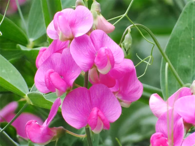 Hoa đậu ngọt mùi hương rất thơm. Loại hoa này được bầu chọn là 1 trong 10 loài hoa thơm nhất thế giới.