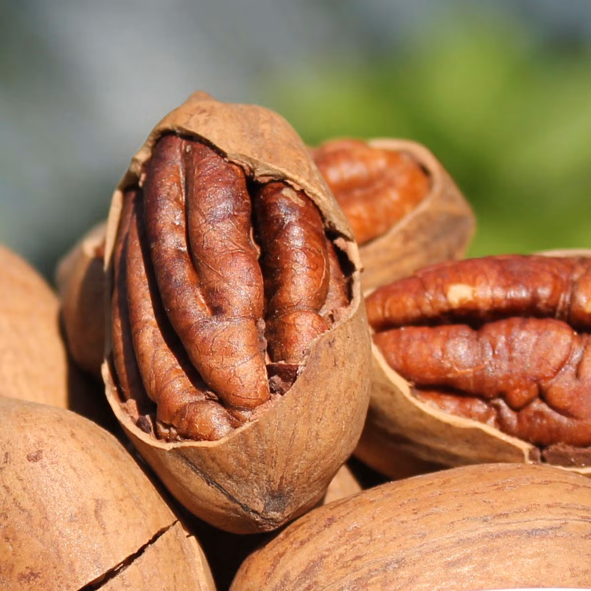 Hạt hồ đào. Hồ đào đã được mệnh danh là quả cải lão hoàn đồng trường xuân bất lão. Khi dùng, cần tăng dần liều. Ngày đầu một quả, sau đó cứ 5 ngày thêm 1 quả, đến 20 quả thì bắt đầu lại. Cách dùng như vậy sẽ giúp ăn ngon ngủ tốt, đầu óc tỉnh táo minh mẫn, da tươi nhuận, tóc đen mượt, huyết mạch lưu thông.