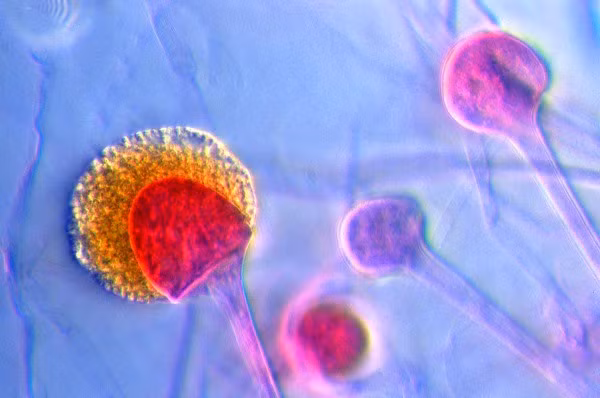 Mycotoxin là độc tố được sản sinh bởi những sinh vật của các loài nấm (nấm mốc, men). Hầu hết nấm là háo khí, chúng phân tán khắp nơi dưới dạng bào tử (bé ở mức hiển vi), mycotoxin có thể lây nhiễm cho các nông sản, một số loại của chúng được xem là chất gây ung thư.