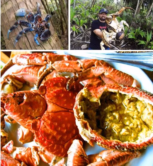 Những loài cua quái đản nhất: Giỏi trèo cây, càng lông lá như đười ươi - Hình 16 Nhung loai cua quai dan nhat: Gioi treo cay, cang long la nhu duoi uoi-Hinh-16