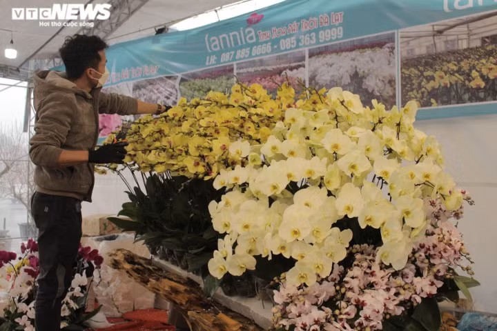 Chậu lan hồ điệp khổng lồ được cắm suốt 3 ngày, giá gần 1 tỷ đồng - Hình 8 Chau lan ho diep khong lo duoc cam suot 3 ngay, gia gan 1 ty dong-Hinh-8