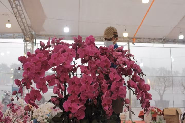 Chậu lan hồ điệp khổng lồ được cắm suốt 3 ngày, giá gần 1 tỷ đồng - Hình 6 Chau lan ho diep khong lo duoc cam suot 3 ngay, gia gan 1 ty dong-Hinh-6