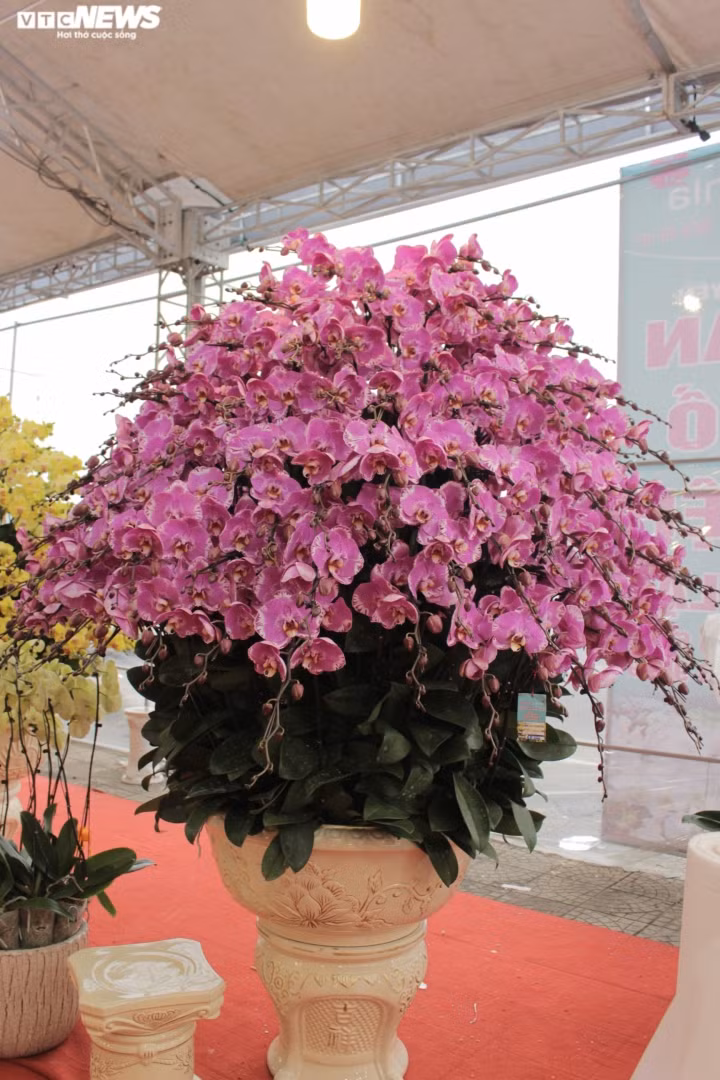 Chậu lan hồ điệp khổng lồ được cắm suốt 3 ngày, giá gần 1 tỷ đồng - Hình 7 Chau lan ho diep khong lo duoc cam suot 3 ngay, gia gan 1 ty dong-Hinh-7