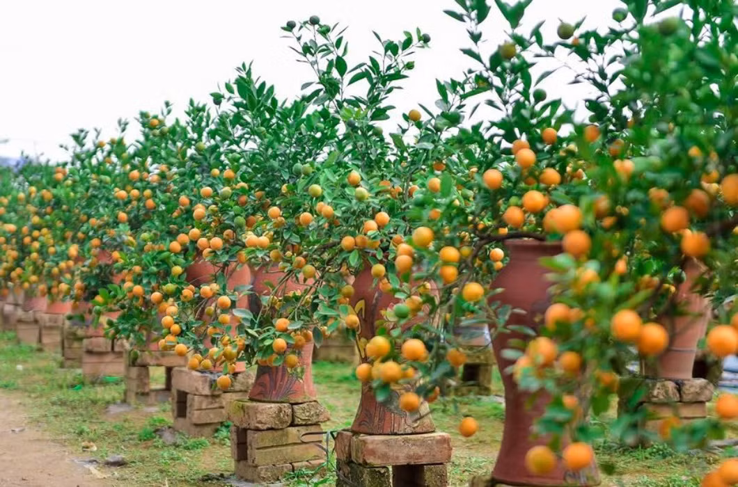 Với hình dáng độc lạ, kích thước nhỏ gọn, những cây quất bonsai đã nhanh chóng thu hút sự chú ý của đông đảo khách mua.