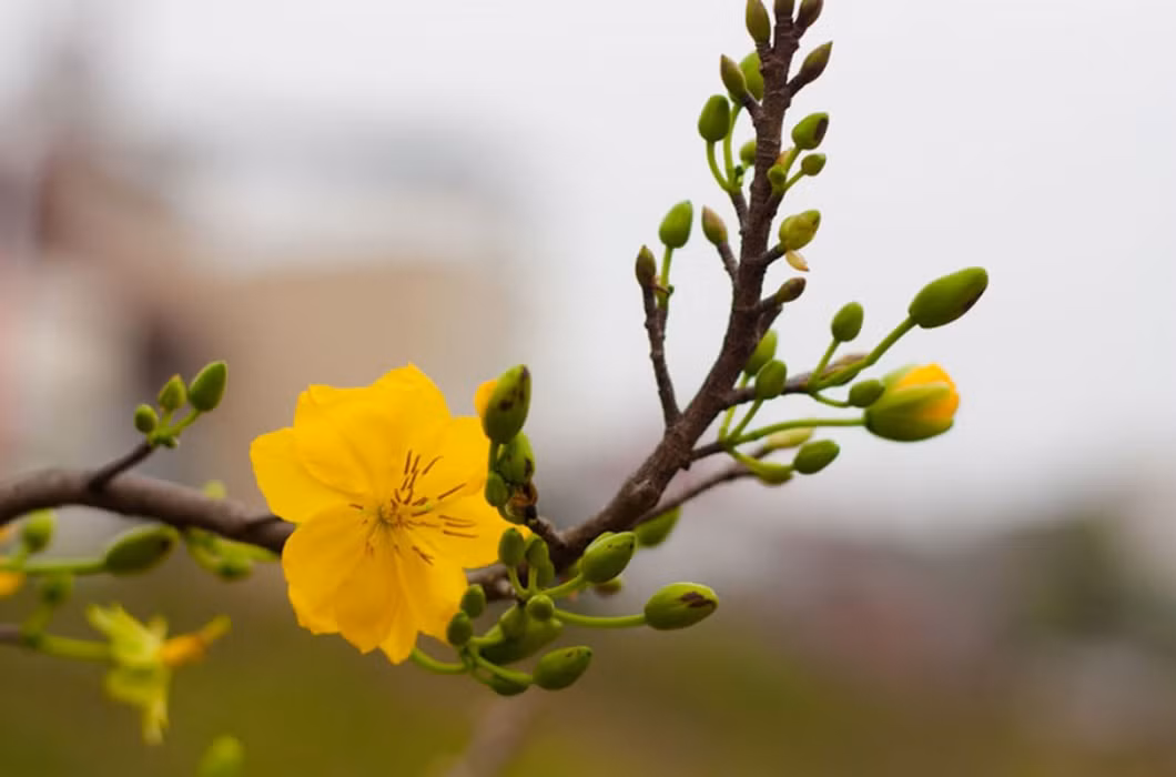 Tuy giá không cao nhưng do bán được với số lượng lớn mai bonsai nên tính ra, các nhà vườn cũng được một mùa “bội thu” trong dịp Tết Nguyên Đán này.