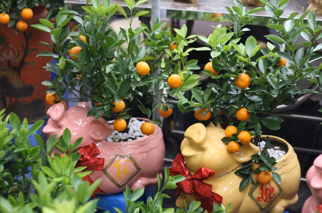 Với giá từ khoảng 100 - 500.000 đồng/chậu, mỗi gia đình đã có ngay một chậu cây bonsai đem tài lộc về nhà trong năm mới.