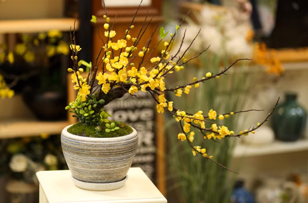 Có thể nói, mai bonsai đang rất được yêu thích do khách hàng hiện đang hướng đến những kiểu mai nhỏ, đẹp, tiện di chuyển, phù hợp với những khu nhà chung cư, cao tầng.