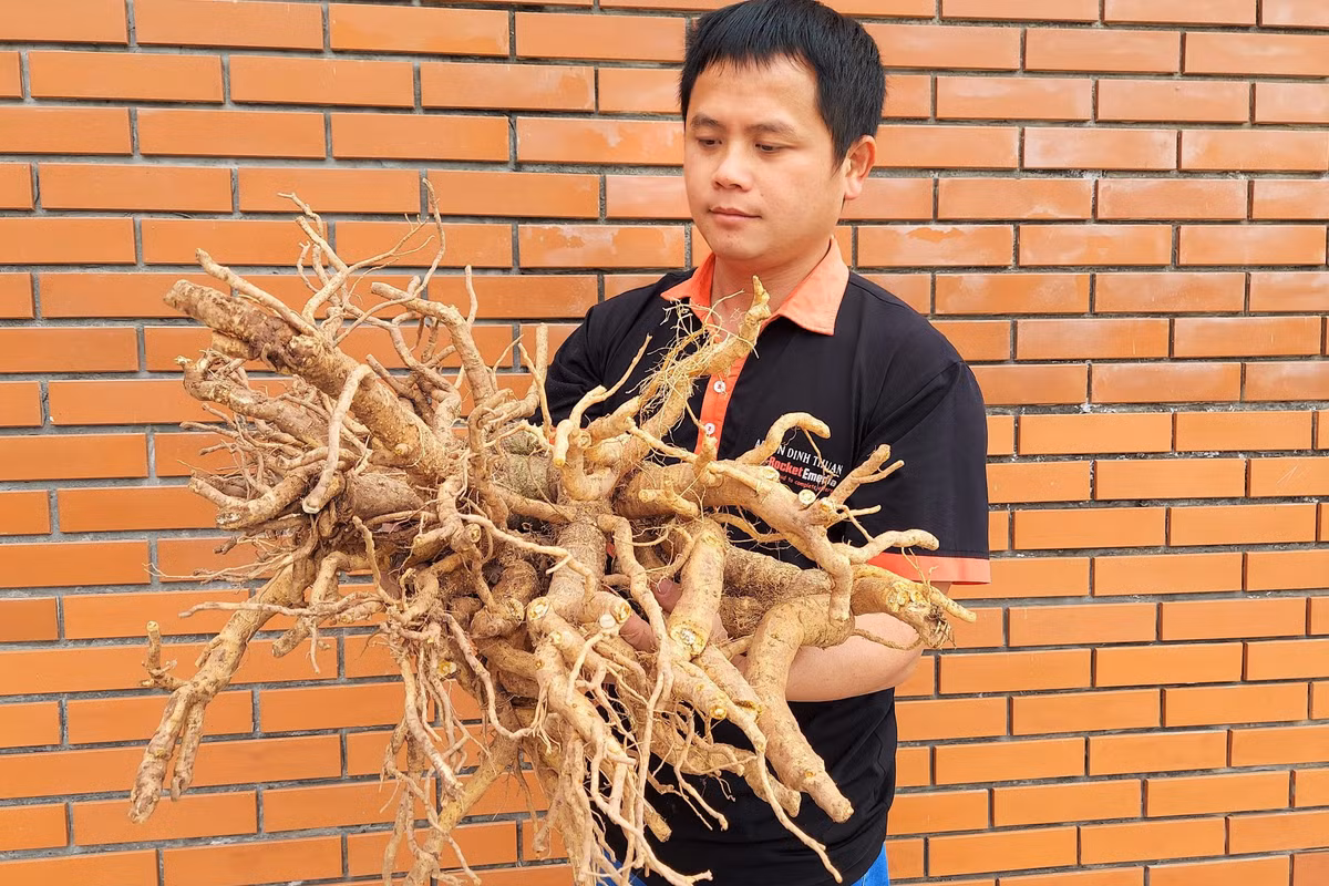 Lam mut tu “nhan sam nguoi ngheo” ban “moi tay” ngay giap Tet-Hinh-2