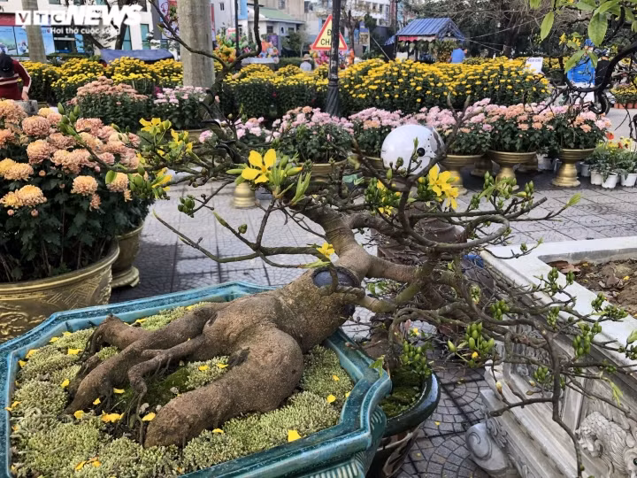 Theo những người sành sỏi trong giới chơi hoa mai xứ Huế, có hai cách để định giá mai. Thứ nhất là dựa vào giống mai (mai vàng và mai diệp). Thứ hai là dựa vào thế mai, có người chơi phần gốc (rễ mai), có người lại thích dáng (thế) mai. Những dáng mai đẹp, được uốn lượn độc, lạ thì sẽ thu hút nhiều người chơi mai hơn.