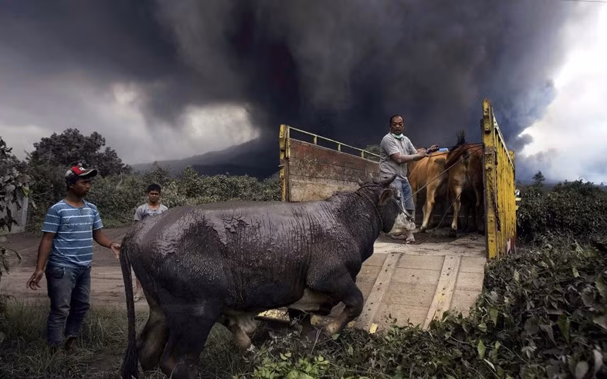 Dân làng sơ tán bò sau khi núi Sinabung phun trào dữ dội hơn dự kiến.