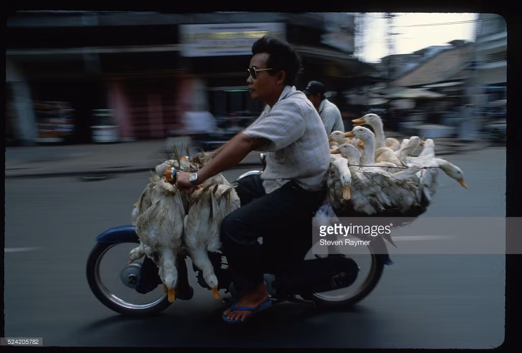 Người đàn ông chở vịt bằng xe máy ở khu vực Chợ Lớn, TP HCM năm 1994.