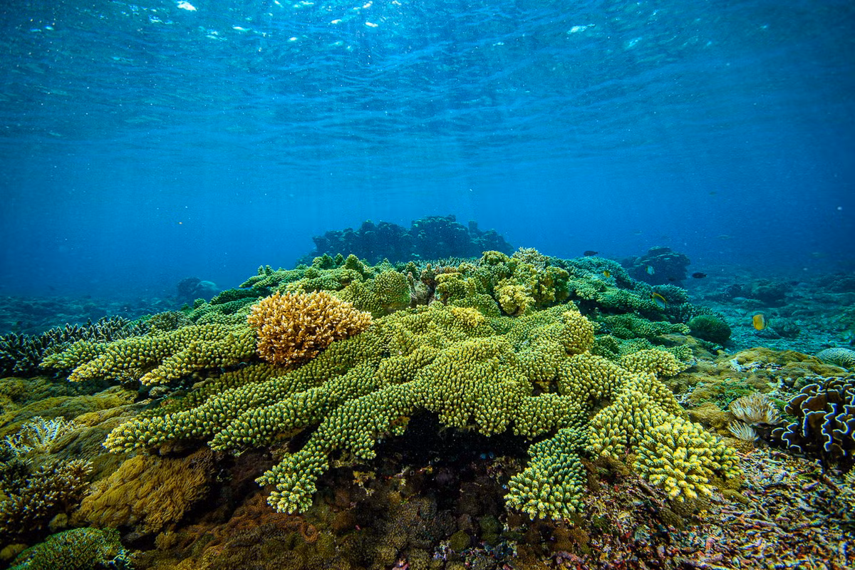 San hô lỗ đỉnh hoa (Acropora florida). Khu vực phân bố: Các rạn san hô từ vịnh Bắc Bộ đến vịnh Thái Lan và quần đảo Trường Sa, Hoàng Sa. Ảnh: CORAL Magazine.