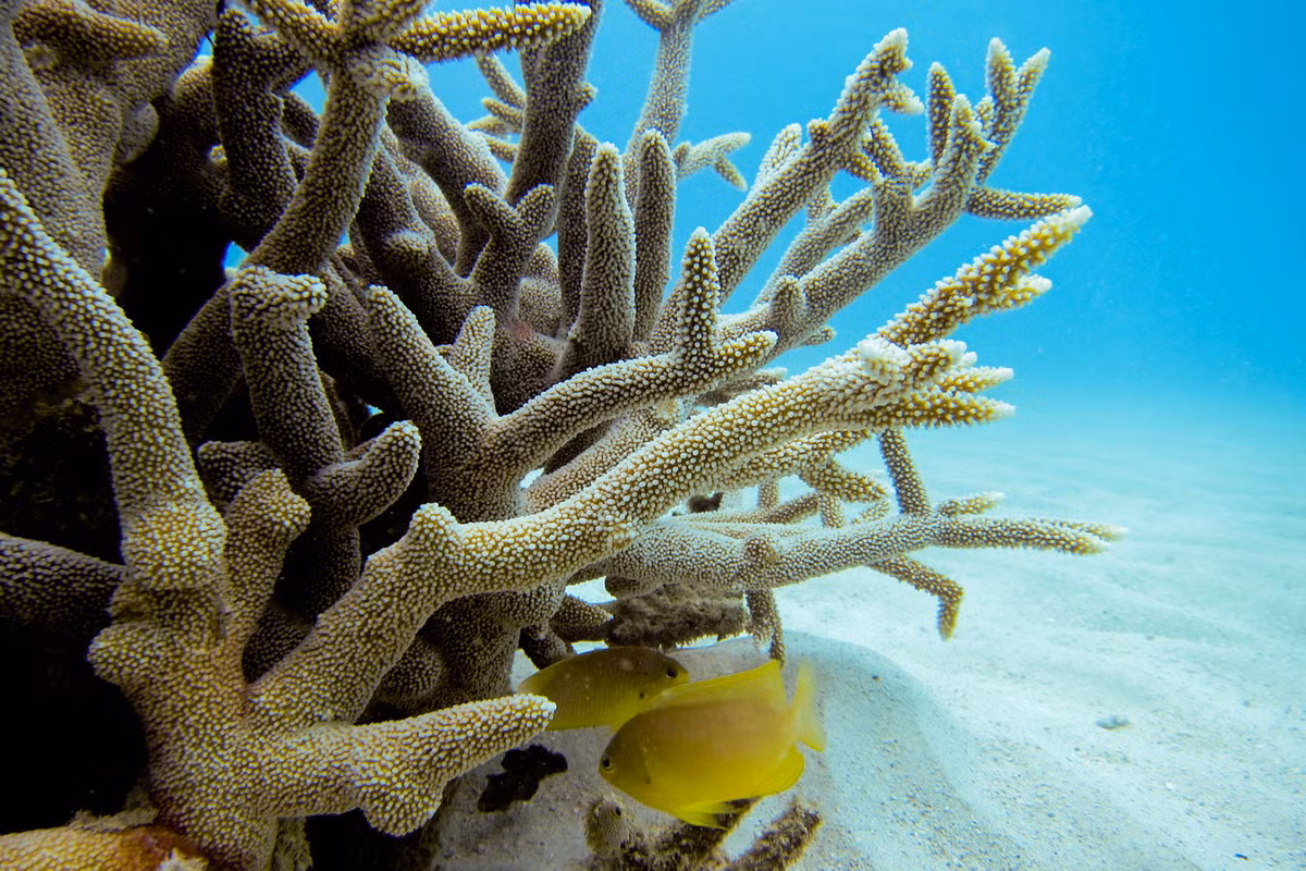 San hô lỗ đỉnh no-bi (Acropora nobilis). Khu vực phân bố: Quảng Ninh (Hạ Long, Cô Tô), Hải Phòng (Cát Bà, Bạch Long Vỹ), các tỉnh miền Trung từ Quảng Trị (Cồn Cỏ) đến Bà Rịa - Vũng Tàu (Côn Đảo), các đảo Tây Nam Bộ và quần đảo Trường Sa. Ảnh: Blogs.oregonstate.edu.