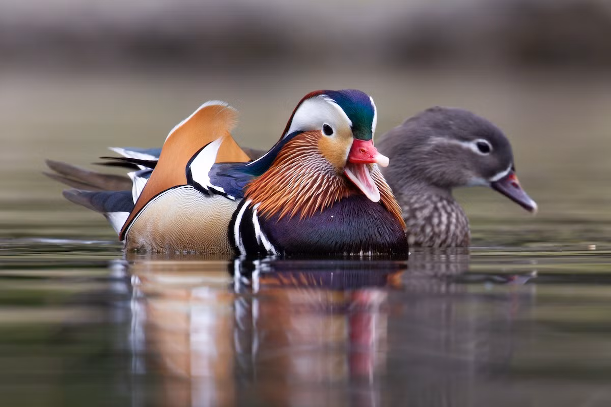 Họ Vịt (Anatidae) gồm các loài chim cỏ màng ở chân, chuyên kiếm ăn trên mặt nước. Chim uyên ương (Aix galericulata) được coi là loài đẹp nhất trong họ này. Ảnh: eBird.