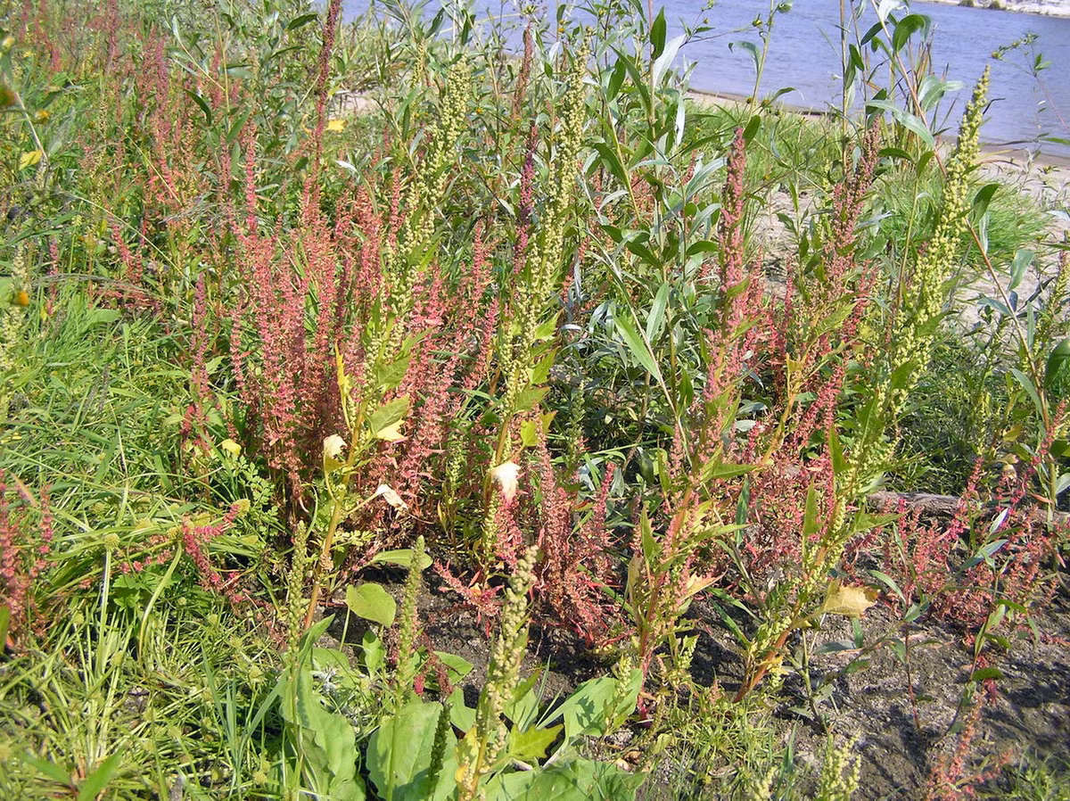 Chút chít quăn (Rumex crispus) cao 1 mét, phân bố ở khu vực ven biển châu Âu và phần lớn châu Phi. Thường mọc ở các trảng cỏ, đất hoang và bãi đá cuội, loài cây này có lá non vị hơi chua, được dùng làm rau. Hạt cây phơi khô cũng có thể ăn được. Ảnh: Plants of the World Online.