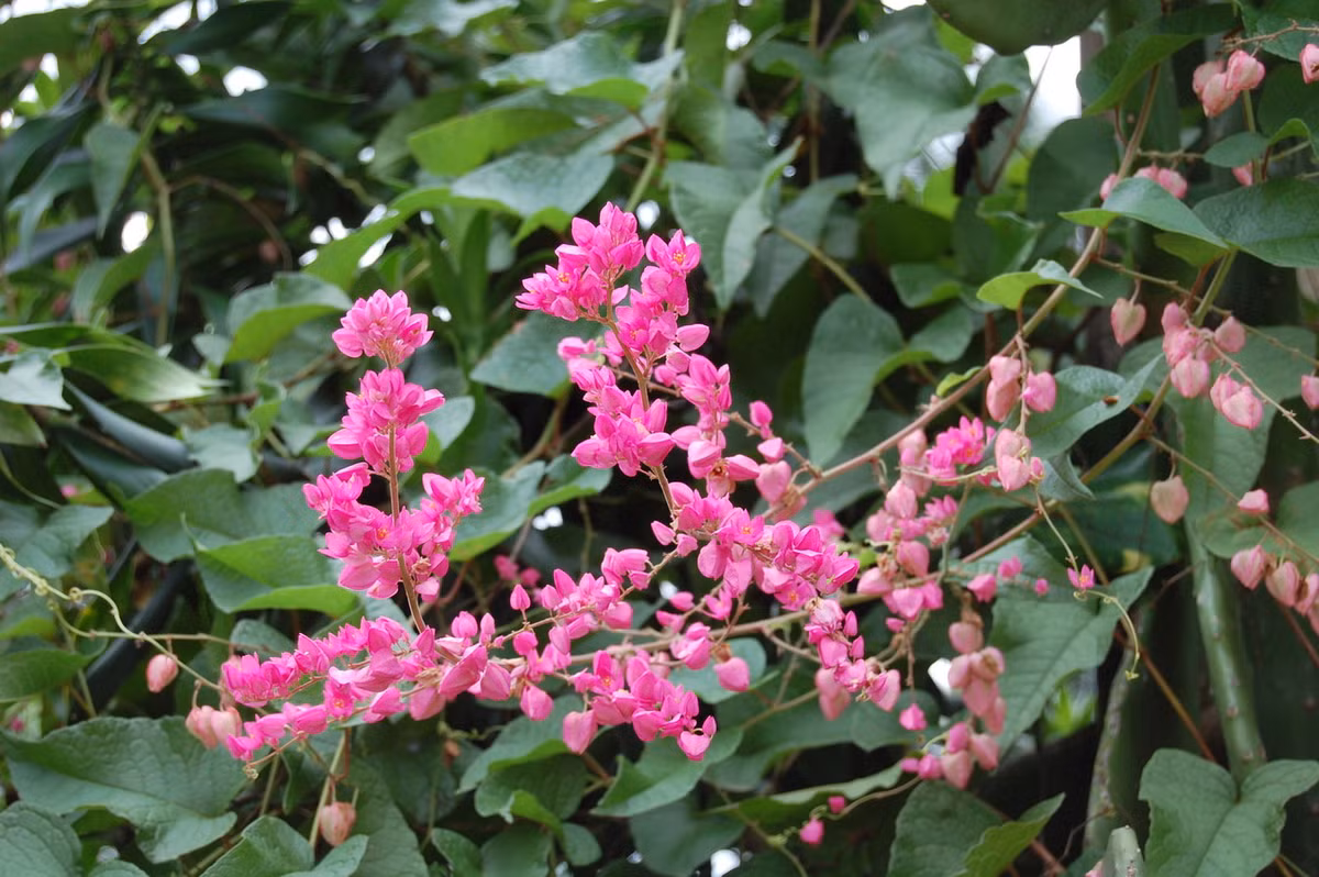 Ti-gôn (Antigonon leptopus) dài 12 mét, có nguồn gốc từ rừng nhiệt đới và bụi rậm ở Mexico. Loài cây này sinh trưởng nhanh và leo được nhờ các tua cuốn. Chúng được trồng làm cảnh trên tường rào ở nhiều nơi nhờ có những chùm hoa màu hồng rực rỡ. Ảnh: Wikipedia.