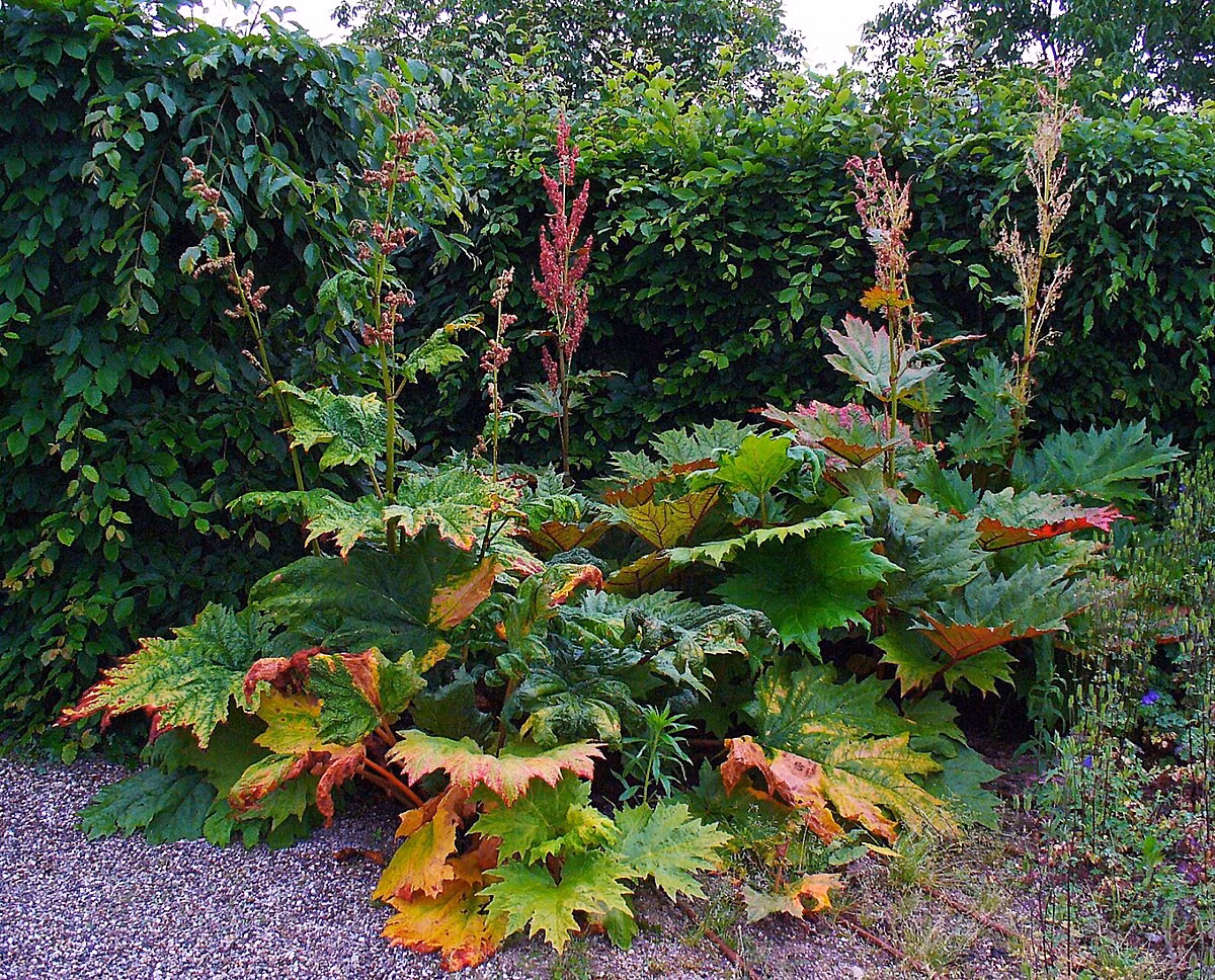 Đại hoàng (Rheum palmatum) cao 2,5 mét, mọc ven suối và trên vùng đất ẩm ở vùng núi Trung Quốc và Tây Tạng. Loài cây này có rễ cực lớn và lá to, có độc tính, được thu hoạch làm dược liệu. Chúng cũng là một cây cảnh độc đáo trong các khu vườn ôn đới. Ảnh: Wikidata.