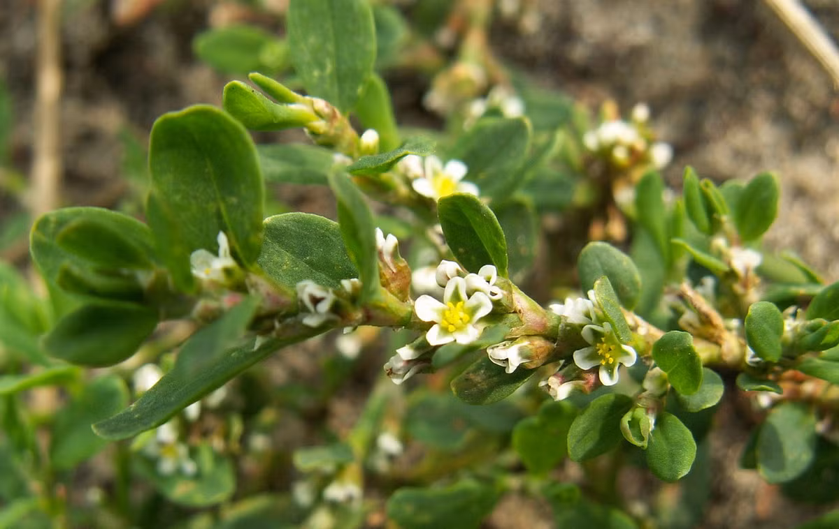 Rau đắng (Polygonum aviculare) cao 60 cm, mọc trên đất trống và đất canh tác thưa thuộc châu Âu và châu Á. Loài cây này là một loại rau gia vị phổ biến trong nền ẩm thực của người Đức và người Việt Nam. Ảnh: Wikispecies.