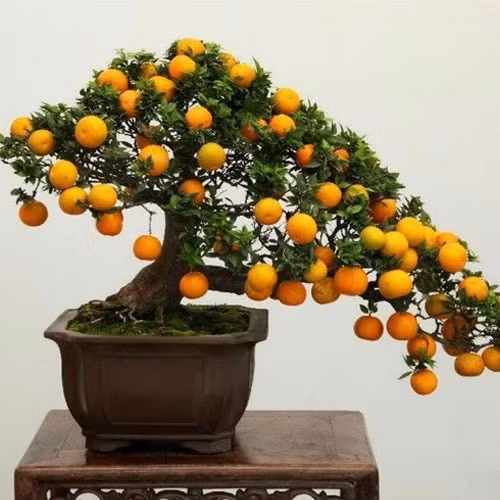 Màu vàng cam cũng tượng trưng cho sự may mắn và mang đầy ý nghĩa tốt lành. Vào dịp Tết Nguyên đán, rất nhiều gia đình đặt chậu quất ở cửa ra vào trong phòng khách, treo bao lì xì lên trên, điều này đặc biệt mang lại may mắn. 