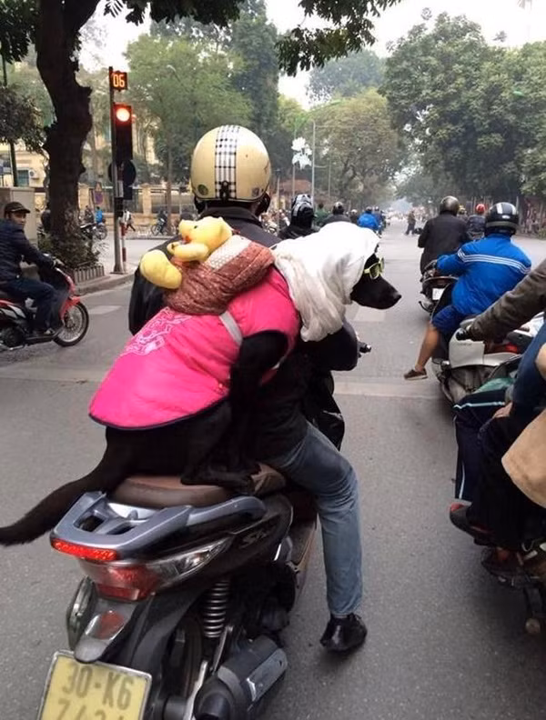 Chú chó sành điệu theo chủ xuống phố.