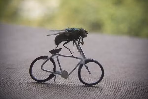 ... đi xe đạp...