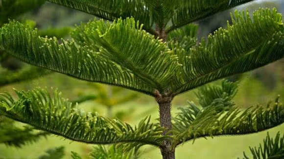 Thông và bách: Vì thông và bách thường xuất hiện bên cạnh bia mộ nên người ta không trồng thông, bách trước cửa nhà.Cây thông được biết là loại cây thường dẫn dụ những thế lực “hắc ám” không mang lại may mắn cho gia đình.