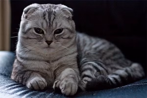  Trong sự nghiệp có rất nhiều cơ hội, họ sẽ thuận buồm xuôi gió trong nửa cuối năm. Không những họ có thể kiếm tiền mỗi ngày mà những người tuổi Mão độc thân cũng sẽ có. hoa đào nở rộ trong Hôn Nhân, họ sẽ kết hôn. (*Thông tin mang tính tham khảo, chiêm nghiệm).