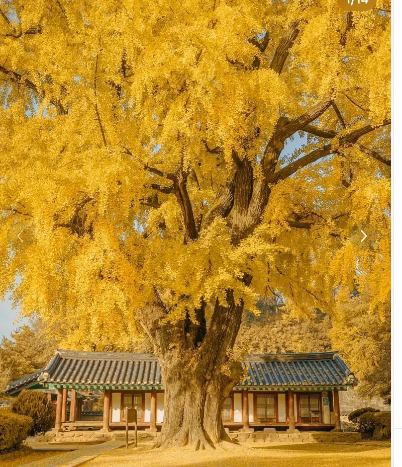 Vi sao noi trong cay huong dong, con chau giau co, thinh vuong?