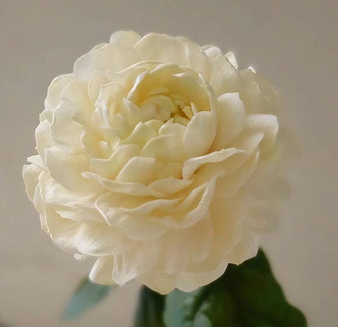 Mê mẩn nhài Đại công tước, mỗi bông trăm cánh, hương thơm ngọt ngào - Hình 4 Me man nhai Dai cong tuoc, moi bong tram canh, huong thom ngot ngao-Hinh-4