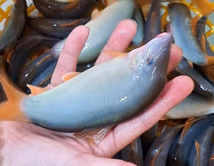 Ca heo nuoc ngot- dac san mien Tay rot gia, chi tu 300.000 dong/kg-Hinh-2