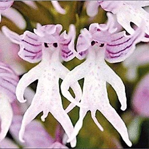 Phong lan treo cổ hay phong lan "quý ông khỏa thân" (Orchis italica) là loài cây có nguồn gốc từ khu vực Địa Trung Hải. Hoa của chúng có hình dáng như những người đàn ông treo lủng lẳng trong các chùm dày đặc.