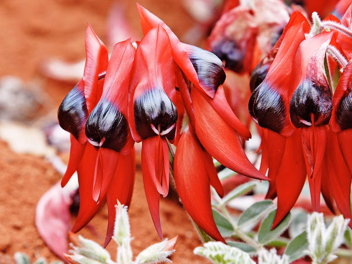 Đậu sa mạc (Swainsona formosa) mọc ở các vùng khô cằn của miền trung và Tây Bắc Australia. Loài cây có hoa trông như sinh vật ngoài hành tinh này được luật pháp Austrlia bảo vệ rất nghiêm ngặt.