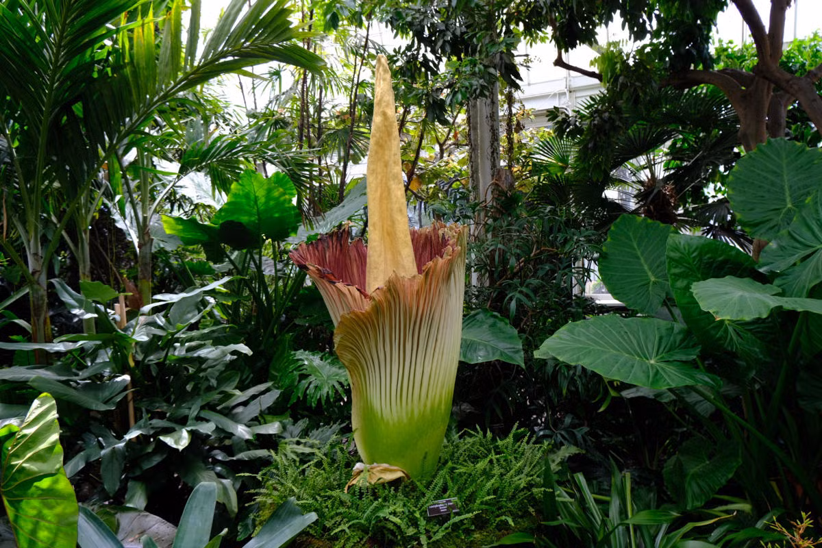 Loa kèn xác thối (Amorphophallus titanum) là một loài cây cho hoa khổng lồ nổi tiếng khác của Indonesia. Hoa của loài cây họ Ráy (Araceae) này cũng hấp dẫn côn trùng nhờ màu sắc và mùi hương giống thịt đang phân hủy.