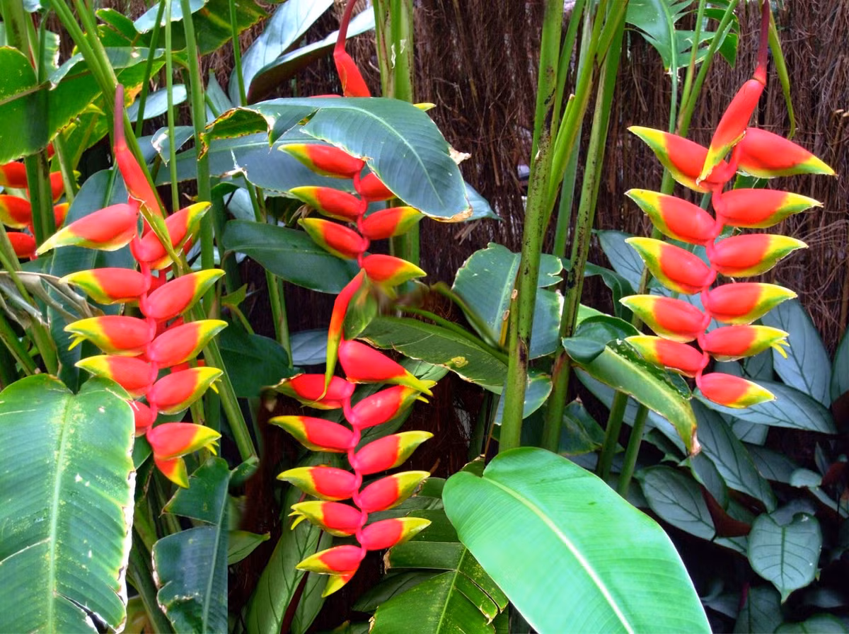 Chuối pháo (Heliconia rostrata) có nguồn gốc ở khu vực phía Bắc của Nam Mỹ. Phần màu đỏ trên chùm hoa của chúng thực ra là lá bắc, che các hoa thực thụ bên trong. Loài hoa này thu hút các loài chim ruồi có mỏ dài đến thụ phấn.