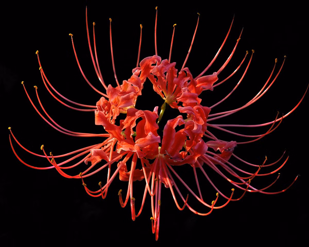 Cây hoa bỉ ngạn (Lycoris radiata) phân bố từ Nepal đến bán đảo Triều Tiên, đã được du nhập vào nhiều nơi khác trên thế giới. Ở phương Tây chúng được gọi là hoa ly nhện đỏ do những bông hoa có nhị dài tỏa ra trông như chân nhện.