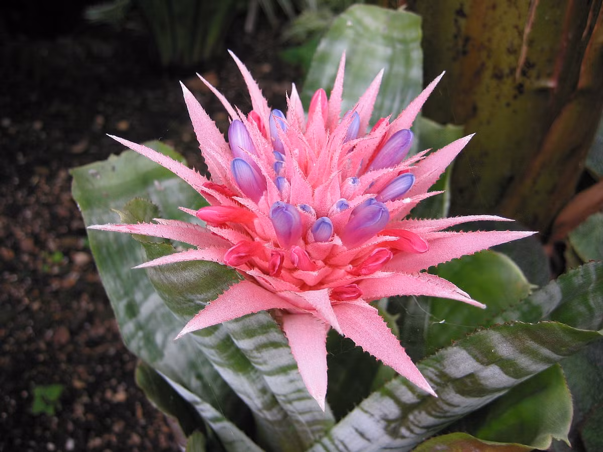Cây dứa gai hồng (Aechmea fasciata) phân bố ở Brazil. Loài cây cứng cáp và phát triển chậm này sống được trong những điều kiện khắc nghiệt, cho ra những chùm hoa gai góc mang màu hồng và tím quyến rũ.