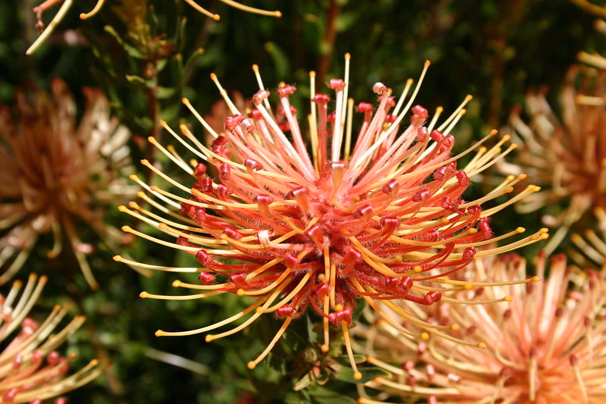 Đường thảo chong chóng (Leucospermum catherinae) là loài cây đặc hữu, chỉ được ghi nhận trong tự nhiên ở phía Tây Nam của tỉnh Western Cape, Nam Phi. Những đóa hoa rực rỡ của chúng gợi liên tướng đến món đồ chơi xuất hiện trong lễ hội.