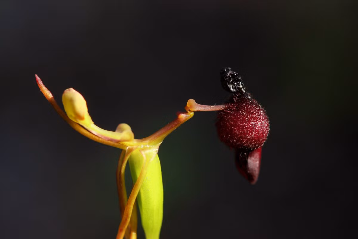 Phong lan búa (Drakaea glyptodon) là loài cây có nguồn gốc từ miền Tây Australia. Hoa của chúng có hình dạng đặc biệt, tiết ra loại pheromone giống như của ong bắp cày cái, để dụ ong bắp cày đực đến thụ phấn.