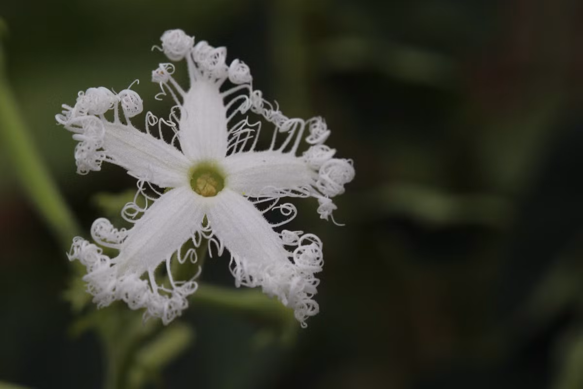Dưa núi hay lặp lày (Trichosanthes cucumerina) là cây bản địa khu vực Nam và Đông Nam Á, Bắc Australia. Hoa của chúng trông như được cắt tỉa dưới bàn tay một người cực kỳ khéo léo.