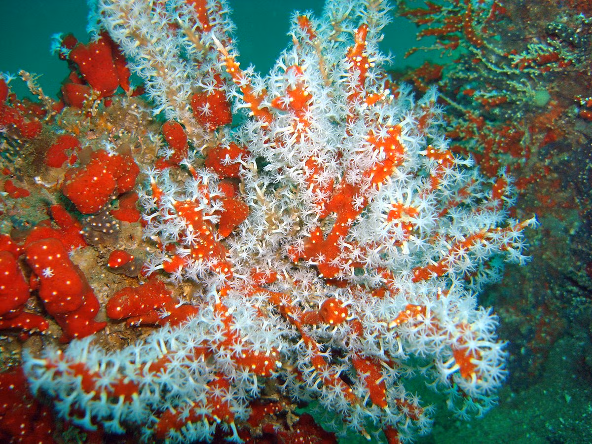 San hô ngón tay đỏ (Alcyonium glomeratum) dài 20-30 cm, thường thấy ở các bờ biển đá được che chắn ở châu Âu. Loài này là một họ hàng mảnh mai và đứng thẳng của san hô ngón tay người chết, có màu đa dạng từ vàng đến đỏ.