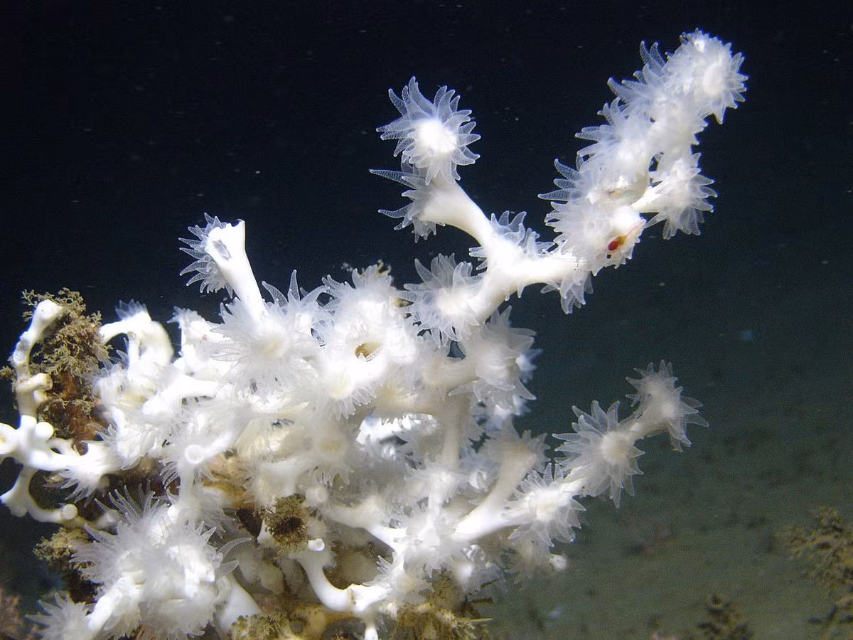 San hô nước lạnh Đại Tây Dương (Lophelia pertusa) dài 1-2 mét, phân bố ở Bắc Đại Tây Dương. Chúng tạo thành các rạn rộng, mặc dù tốc độ sinh trưởng rất chậm.