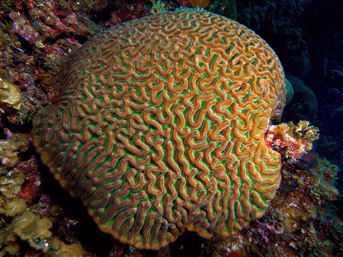 San hô não rãnh lớn (Colpophyllia sp.) là chi san hô có cấu trúc giống bán cầu não điển hình. Chúng là một loại rạo rạn, có chứa tảo quang hợp.