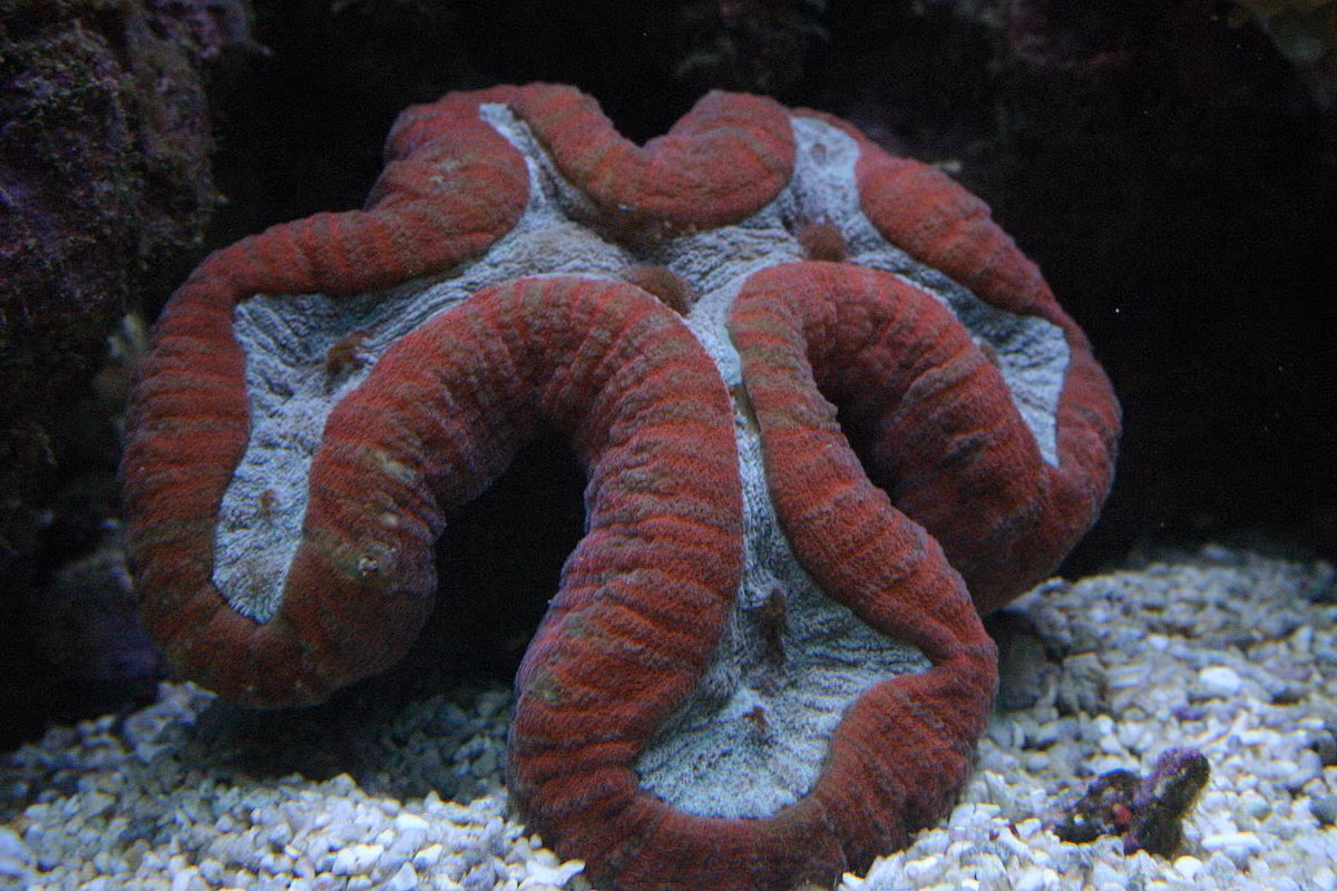 San hô não phân thùy (Lobophyllia sp.) dài 1-2 mét, gồm các loài san hô tạo thành những tập đoàn khổng lồ dạng dẹt hoặc hình vòm nhăn nhúm đặc trưng. Chúng phân bố ở vùng biển nhiệt đới Ấn Độ Dương - Thái Bình Dương.