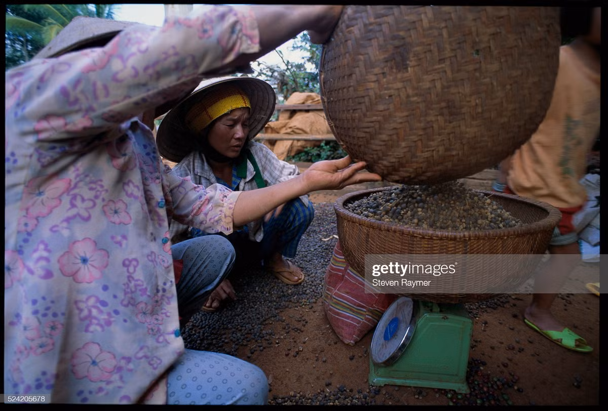 Những người nông dân cân hạt cà phê tại một vườn cà phê gần Buôn Ma Thuột.