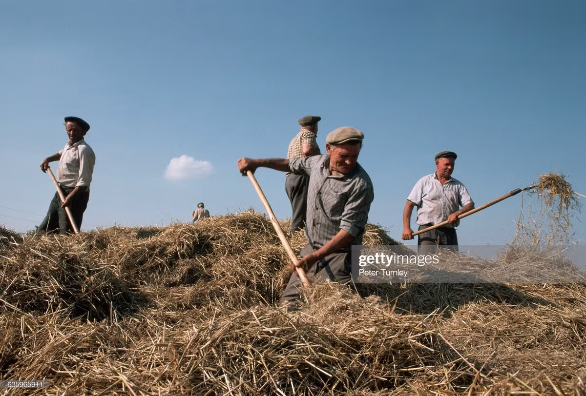 Mùa gặt ở một hợp tác xã trồng lúa mì.