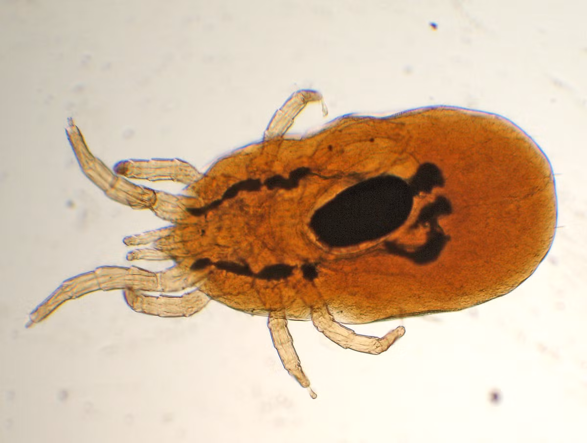 Mạt gà (Dermanyssus gallinae) dài 0,5-1 mm, là loài kí sinh hút máu, có thể gây bệnh truyền nhiễm trên các loài chim, thú và cả con người. Chúng sống và hoàn thành vòng đời trong các kẽ hở cách xa vật chủ, chỉ xuất hiện vào ban đêm để kiếm ăn.