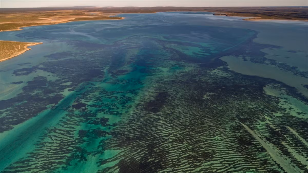 Cánh đồng cỏ ở Vịnh Cá Mập trải rộng trên 4.000 km2 ngoài khơi bờ biển Australia.